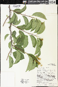 Celastrus scandens image