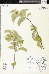 Celastrus scandens image