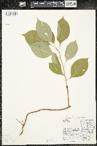 Celastrus scandens image