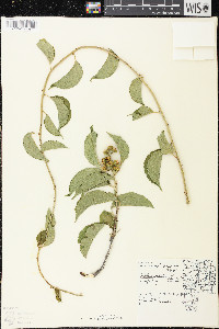 Celastrus scandens image