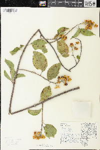 Celastrus scandens image