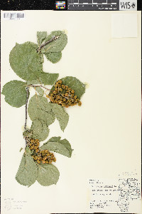 Celastrus scandens image