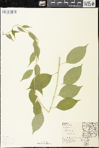 Celastrus scandens image