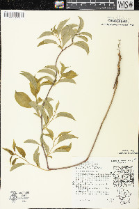 Celastrus scandens image