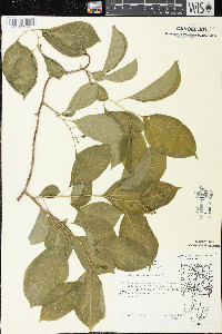 Celastrus scandens image