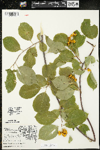 Celastrus scandens image