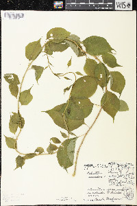 Celastrus scandens image