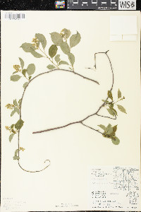 Celastrus scandens image