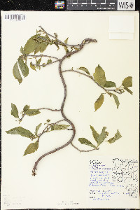 Celastrus scandens image