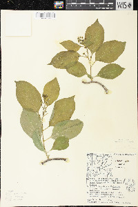 Celastrus scandens image