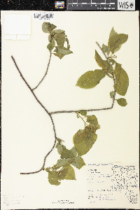 Celastrus scandens image