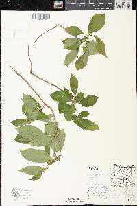 Celastrus scandens image