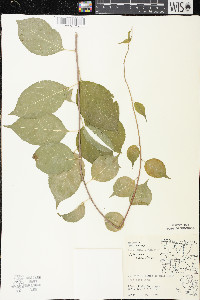 Celastrus scandens image