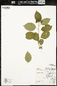 Celastrus scandens image