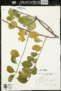 Celastrus scandens image