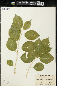 Celastrus scandens image