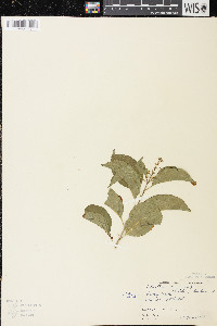 Celastrus scandens image