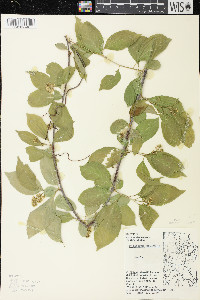 Celastrus scandens image