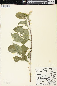 Celastrus scandens image