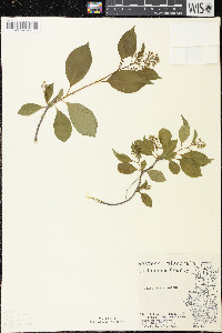 Celastrus scandens image