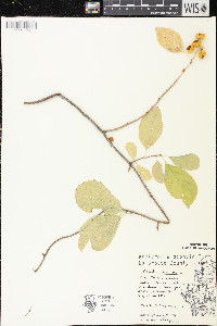 Celastrus scandens image