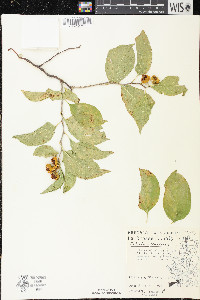 Celastrus scandens image