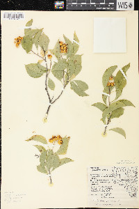 Celastrus scandens image