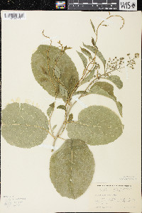 Celastrus scandens image