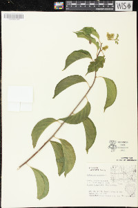 Celastrus scandens image