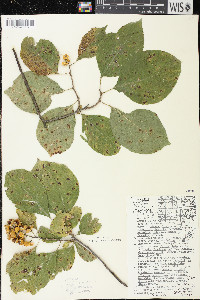 Celastrus scandens image