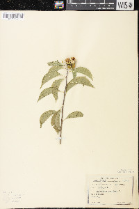 Celastrus scandens image