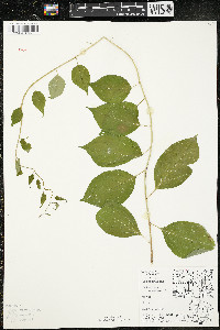 Celastrus scandens image