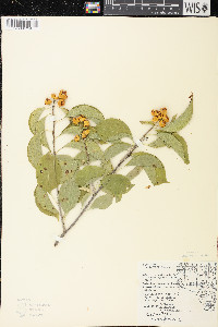 Celastrus scandens image