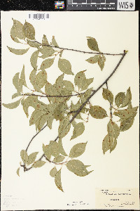 Celastrus scandens image