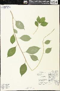 Celastrus scandens image