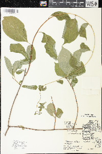 Celastrus scandens image