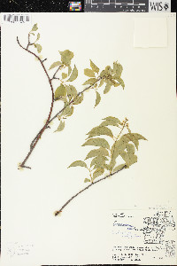 Celastrus scandens image