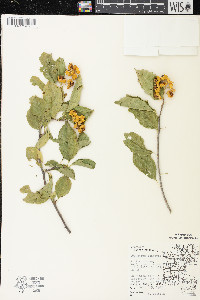 Celastrus scandens image