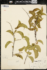 Celastrus scandens image