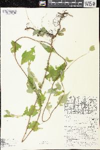 Celastrus scandens image