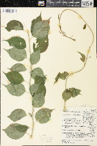 Celastrus scandens image