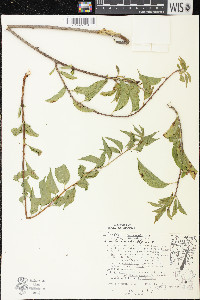 Celastrus scandens image