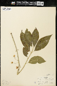 Euonymus atropurpureus image