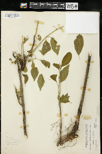 Euonymus atropurpureus image