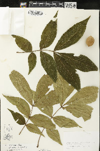 Carya x laneyi image