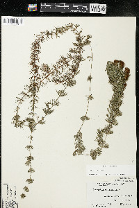 Ceratophyllum demersum image