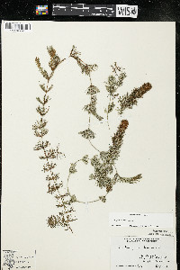 Ceratophyllum demersum image