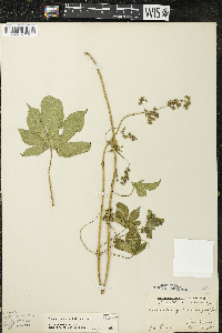 Humulus japonicus image