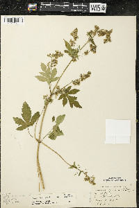 Humulus japonicus image