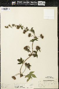 Humulus japonicus image